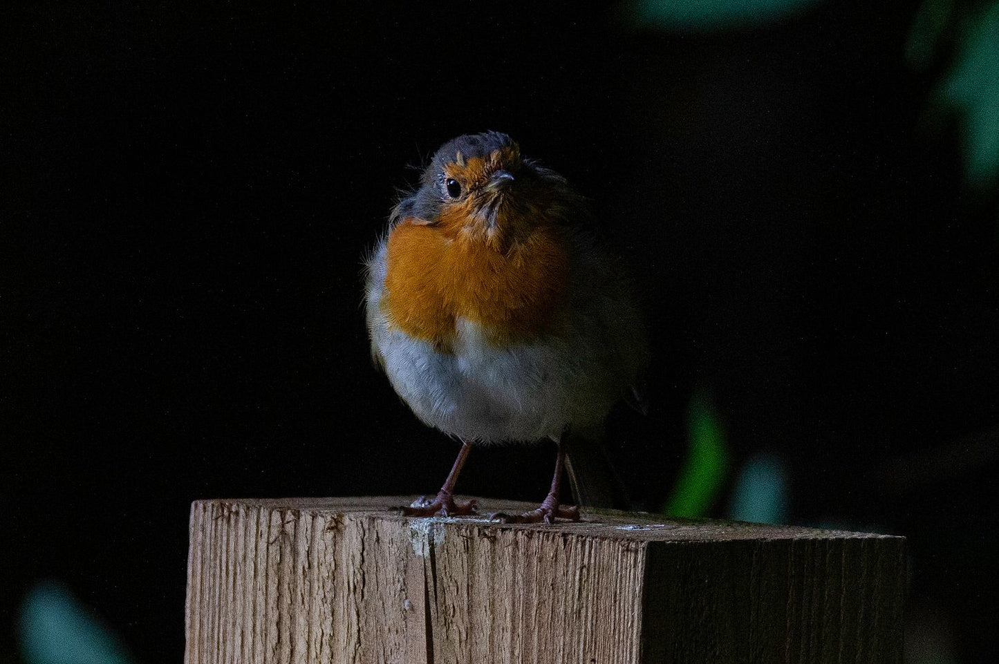 Portrait of a Robin