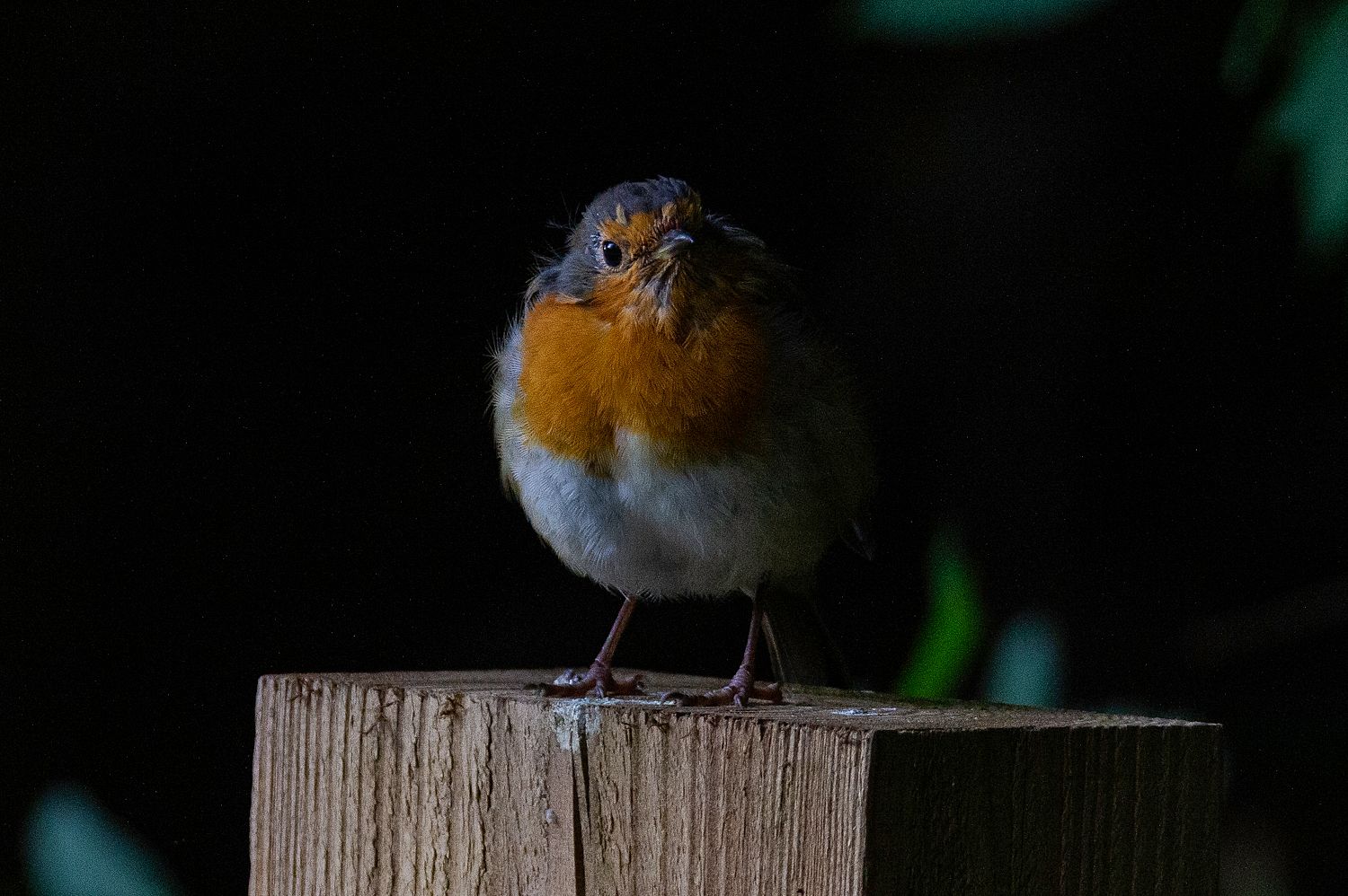 Portrait of a Robin