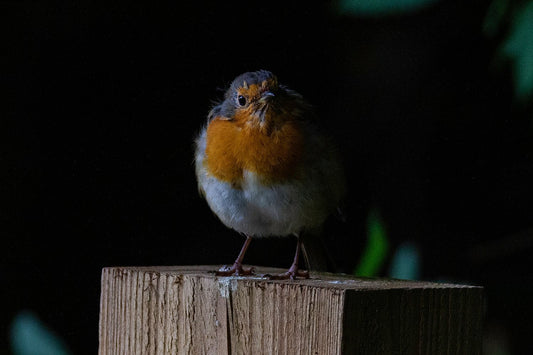 Portrait of a Robin