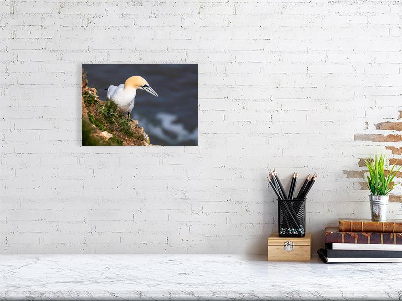 Northern Gannet at RSPB Bempton Cliffs | Limited Edition British Wildlife Fine Art Print
