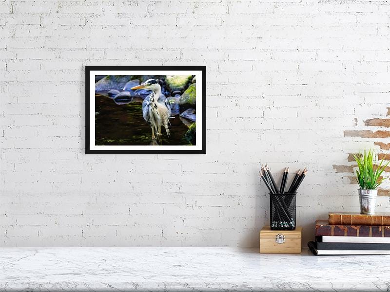 Grey Heron on the River Don | South Yorkshire Wildlife Fine Art Print | Sheffield