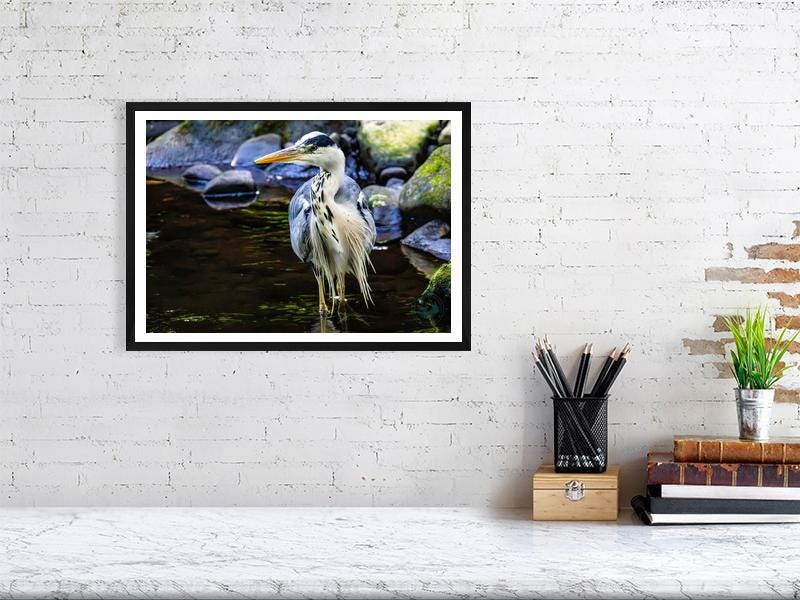 Grey Heron on the River Don | South Yorkshire Wildlife Fine Art Print | Sheffield