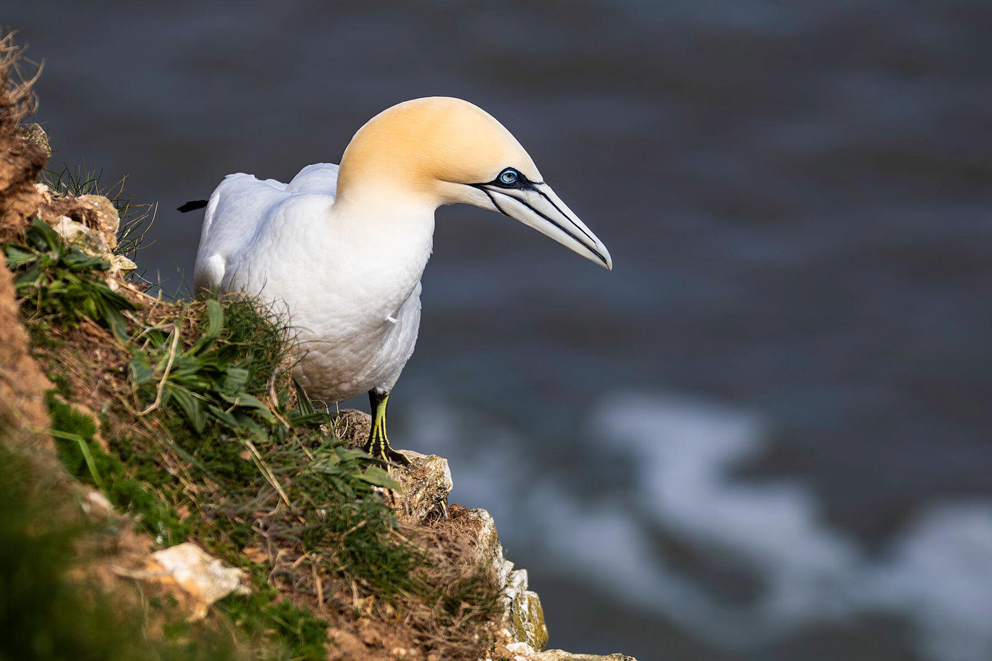 Northern Gannet at RSPB Bempton Cliffs | Limited Edition British Wildlife Fine Art Print