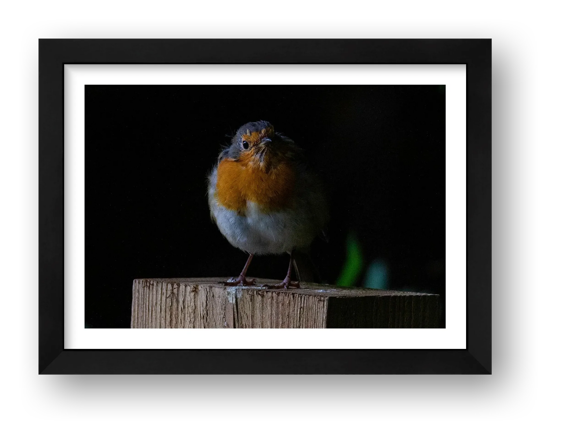 Portrait of a Robin — framed