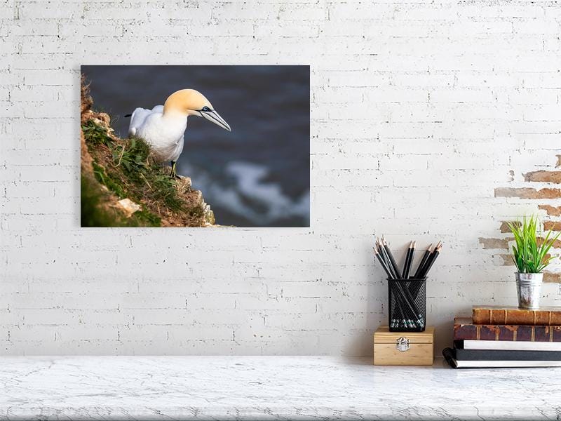 Northern Gannet at RSPB Bempton Cliffs | Limited Edition British Wildlife Fine Art Print
