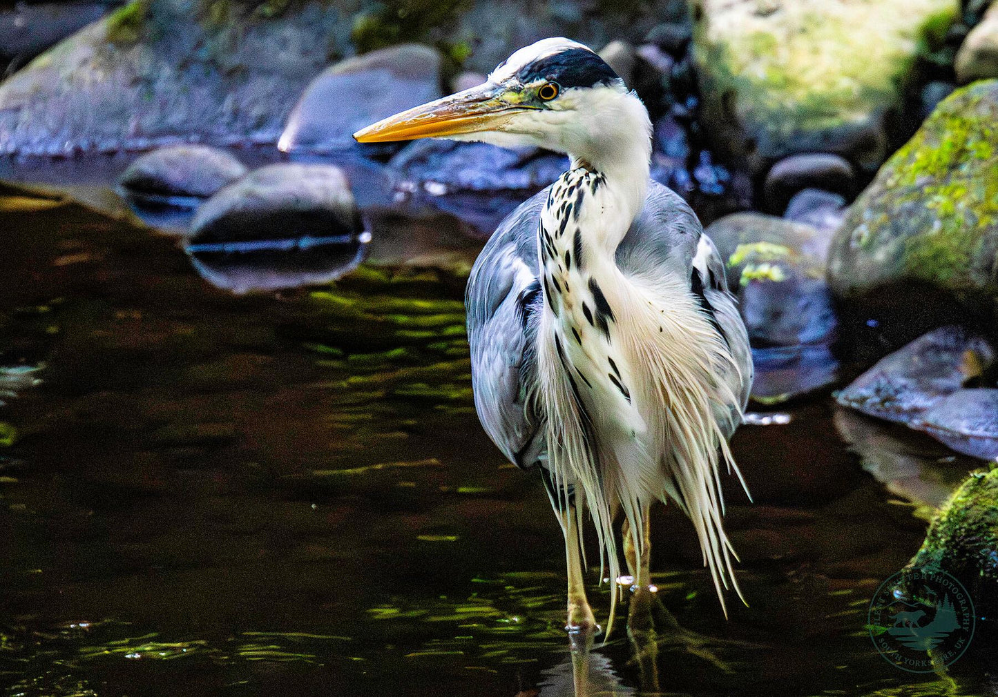Grey Heron on the River Don | South Yorkshire Wildlife Fine Art Print | Sheffield
